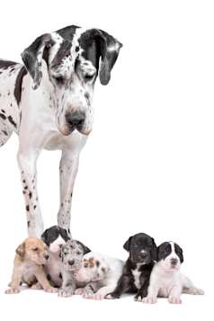 greatdane-social