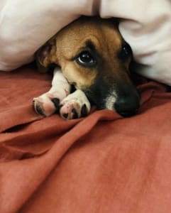 dogunderpillow