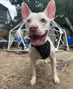 A white American Pit Bull Terrier dog with large ears