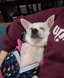 A mixed-breed dog snuggles in the arms of a human.