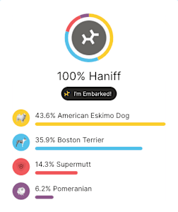 Embark breed ancestry results show that Haniff is 43.6% American Eskimo Dog, 35.9% Boston Terrier, 6.2% Pomeranian, and 14.3% Supermutt.