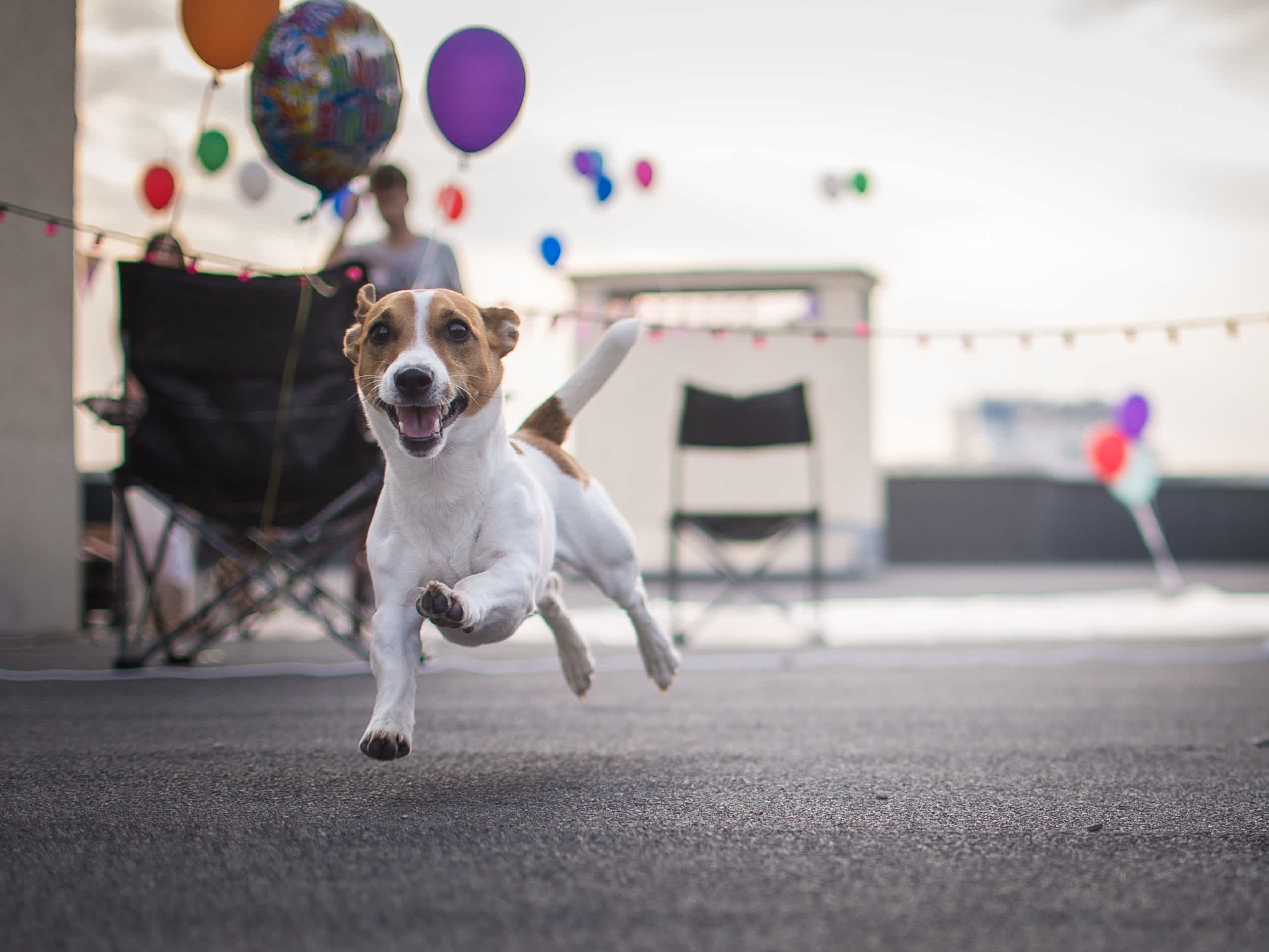 Go to "How to Throw a Dog Breed Reveal Party" article