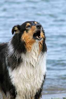 embark collie sounds