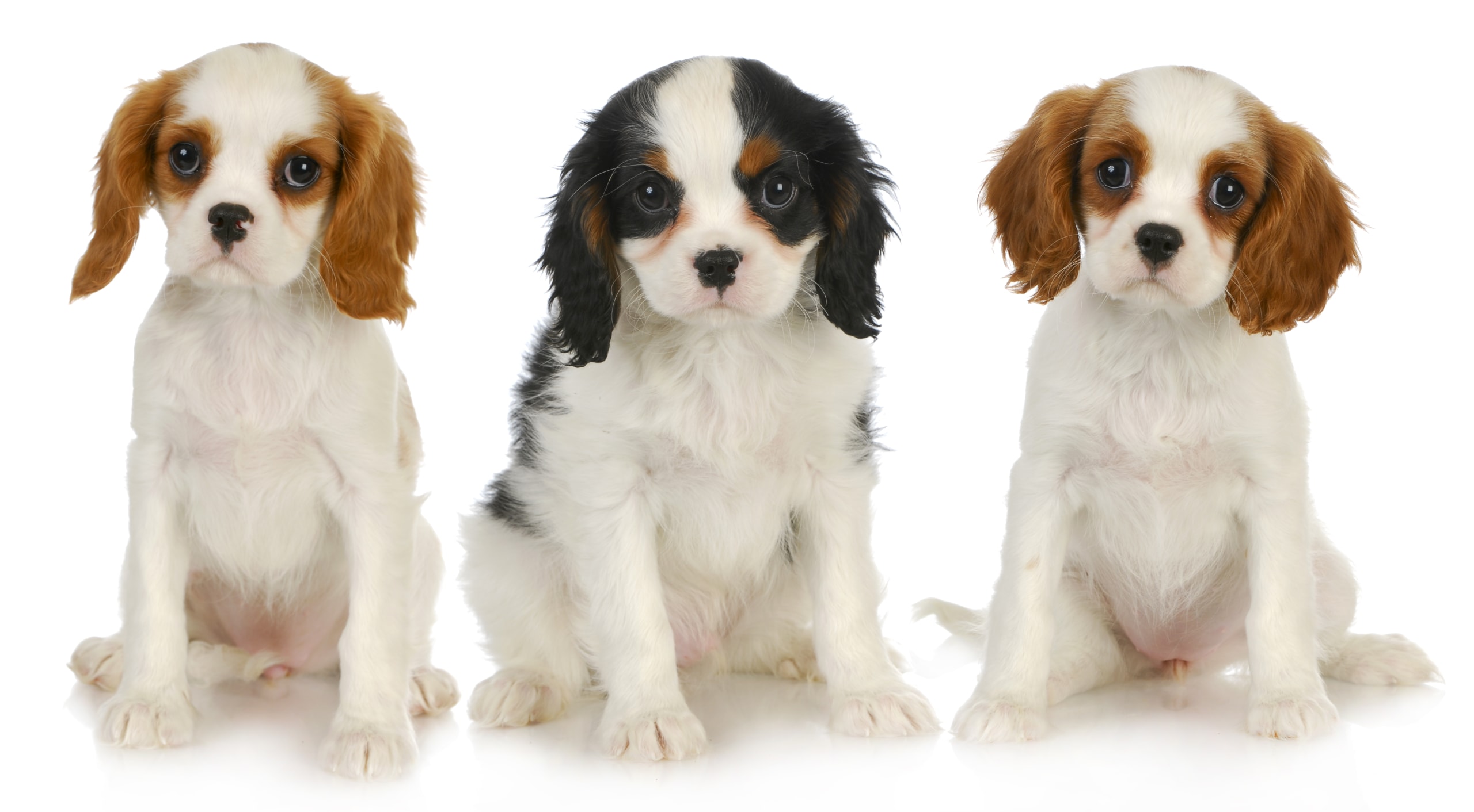 rescue dog king charles cavalier spaniels