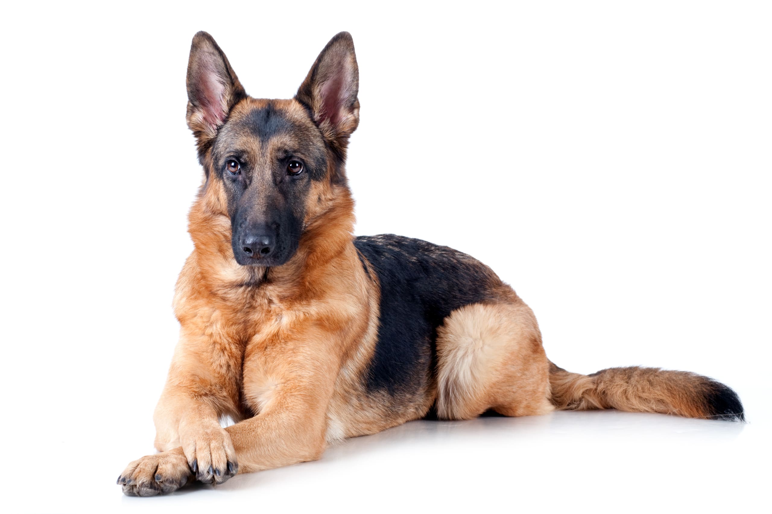 Go to "Is Your Dog at Risk for DM? What the Latest Genetic Research Can Tell You" article