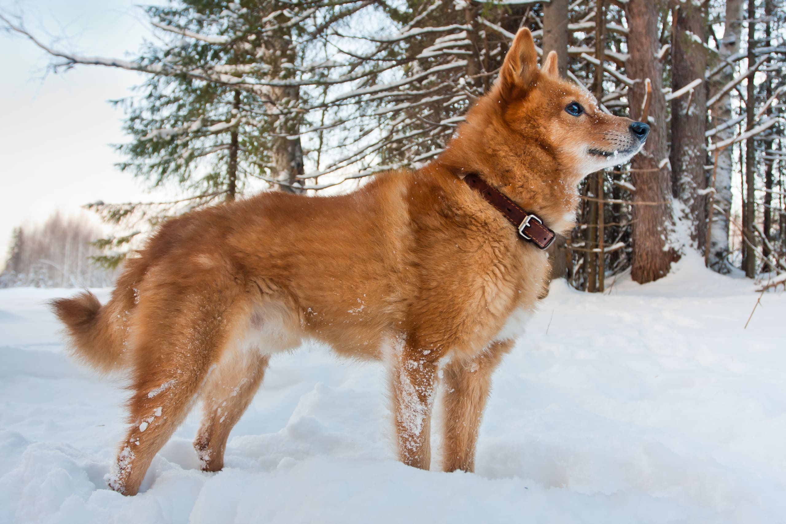 Go to "Donating to Research and Discovery Means Good Will to Dogs" article