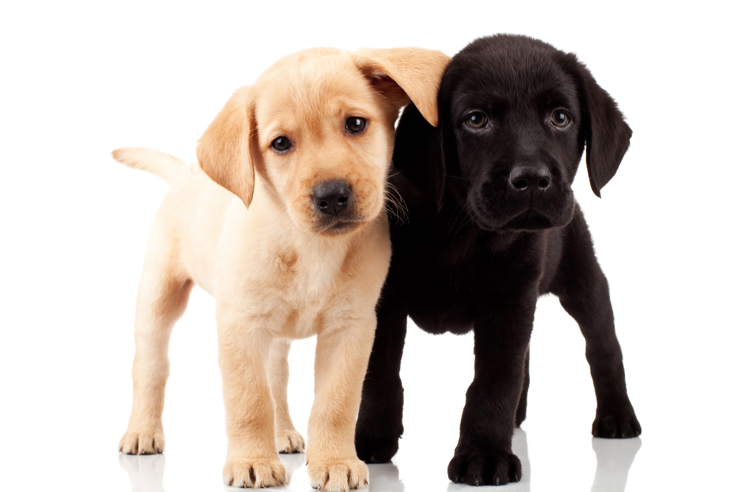 Go to "Celebrating 2 Million Embark-Tested Dogs" article