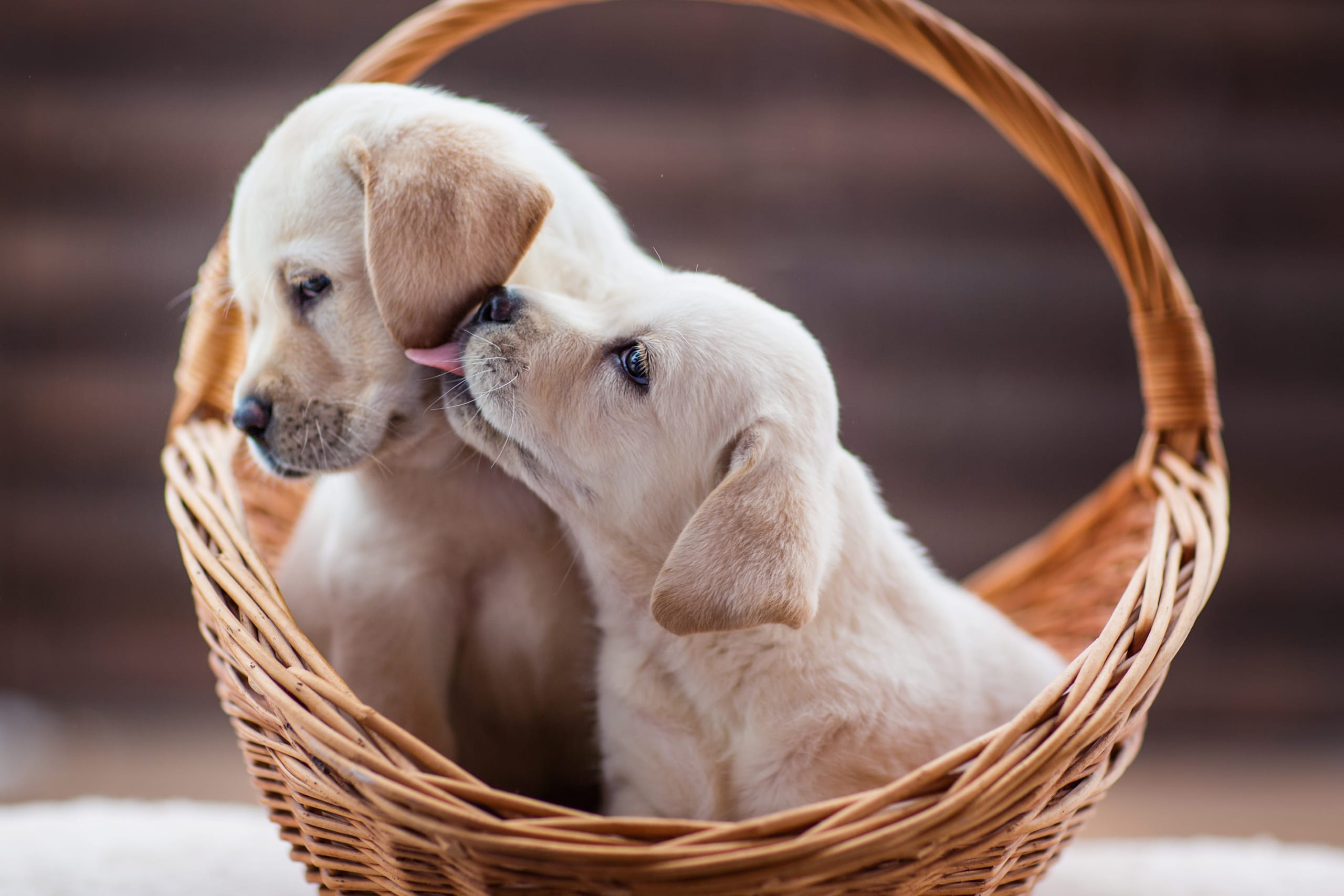 Go to "Embark Adds Copper Toxicosis DNA Test" article
