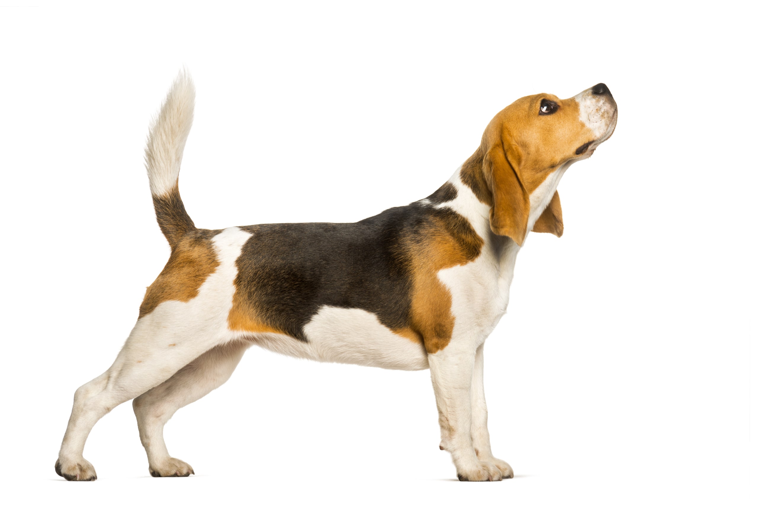 Go to "Genetic Health Testing for Beagles" article