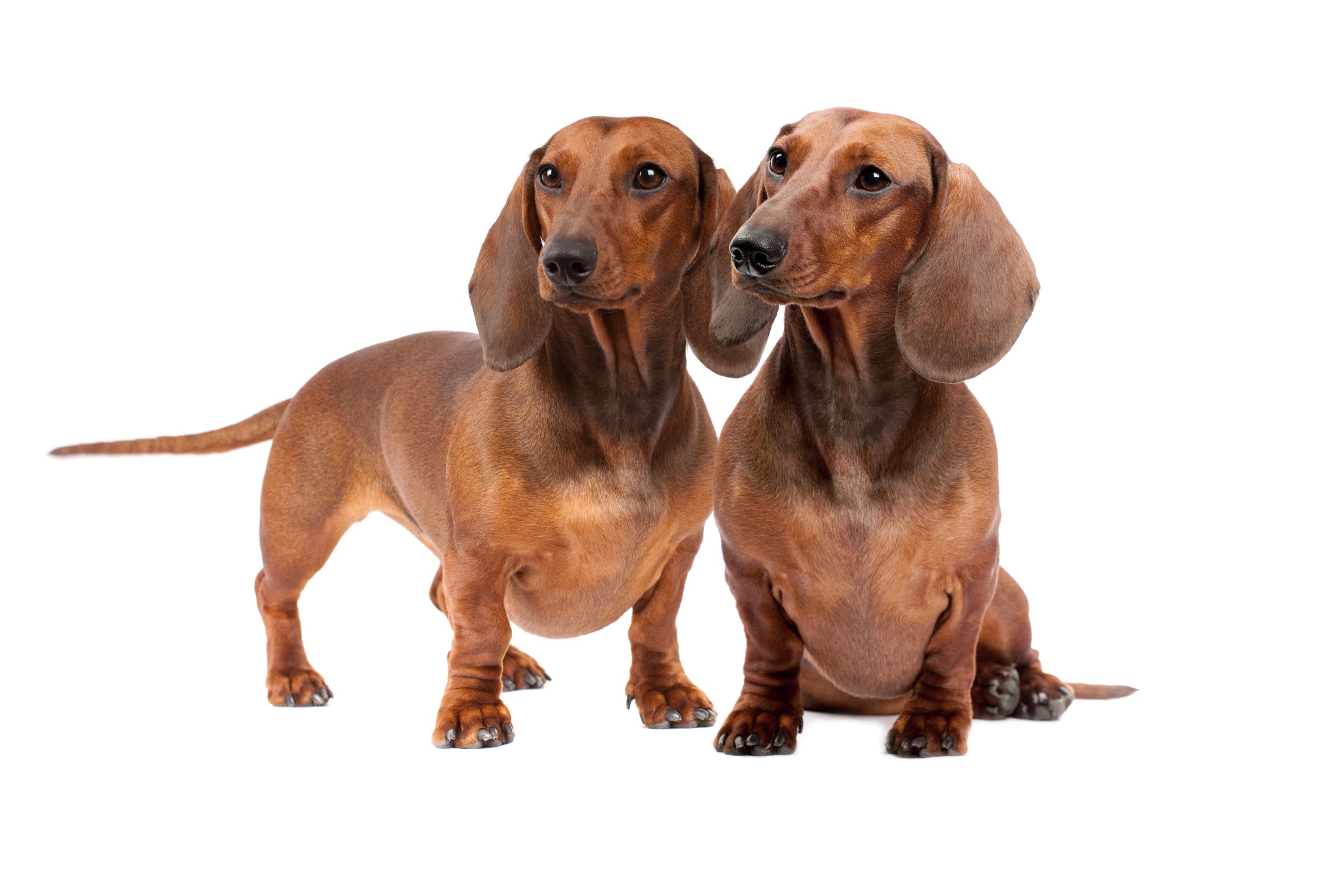 Go to "Genetic Health Testing for Dachshunds" article