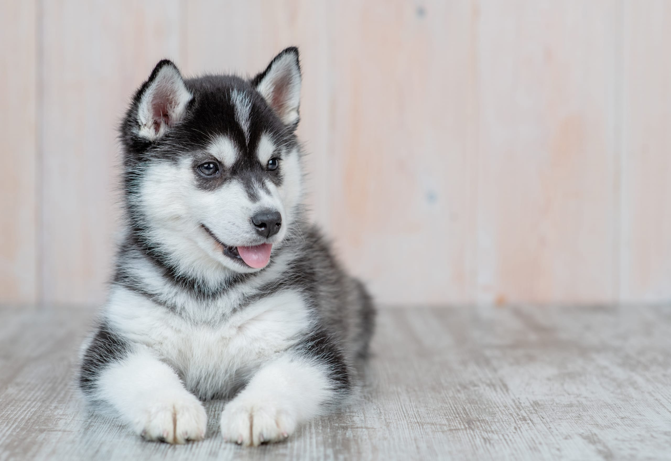 Go to "Genetic Health Testing for Siberian Huskies" article
