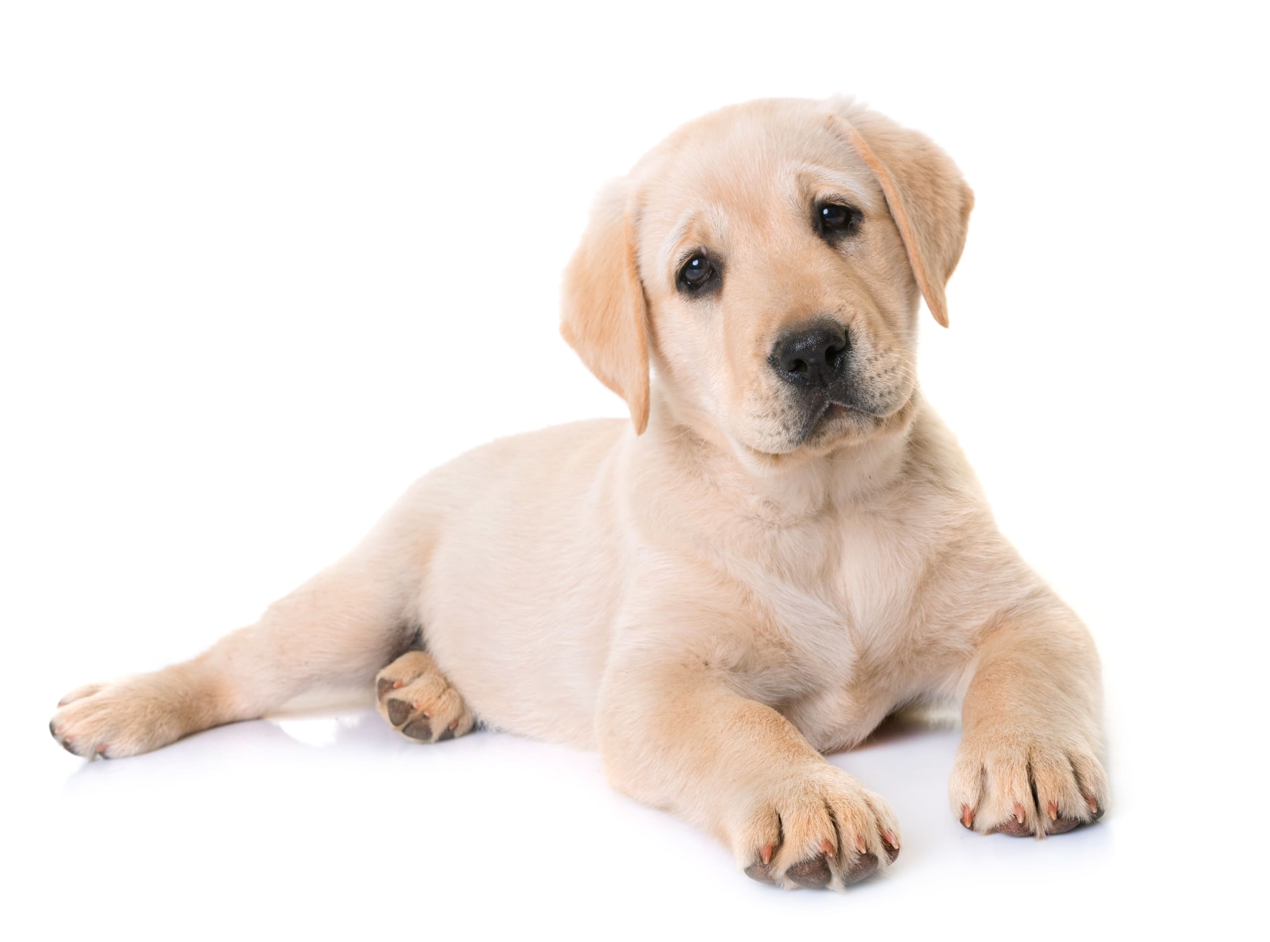 Labrador health tests cheap