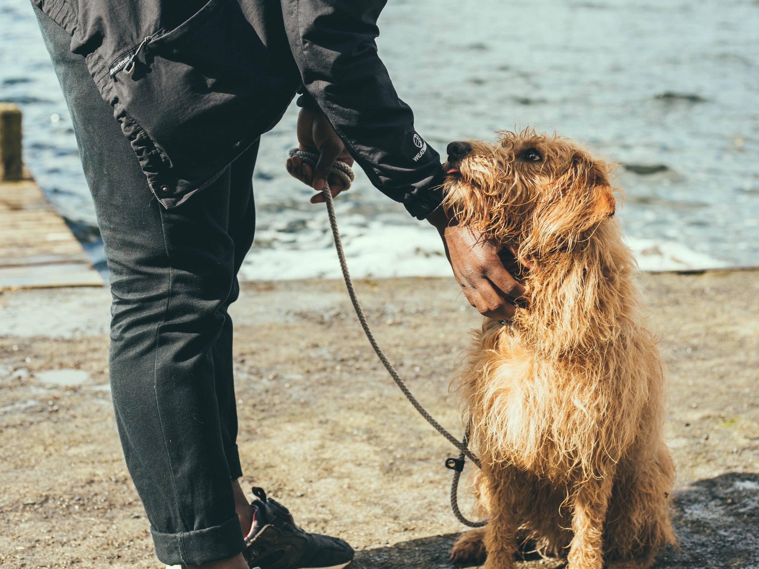 Go to "10 Ways to Help Dogs in Need" article