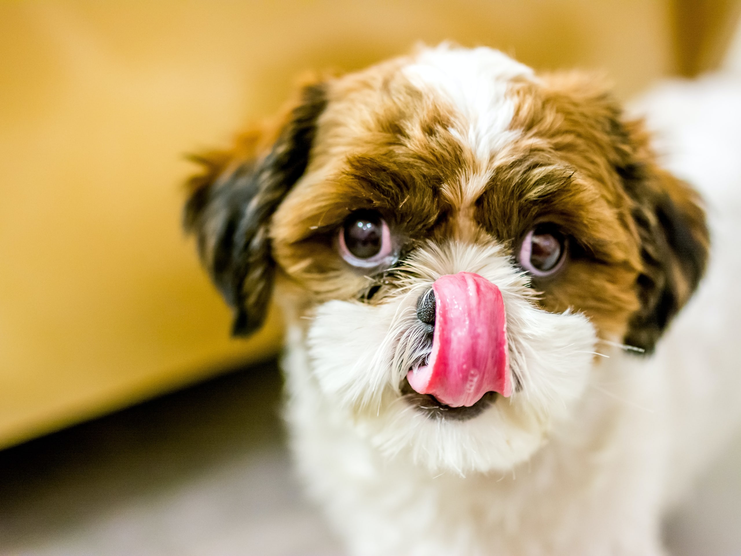 Go to "Can Dogs Eat Shrimp?" article