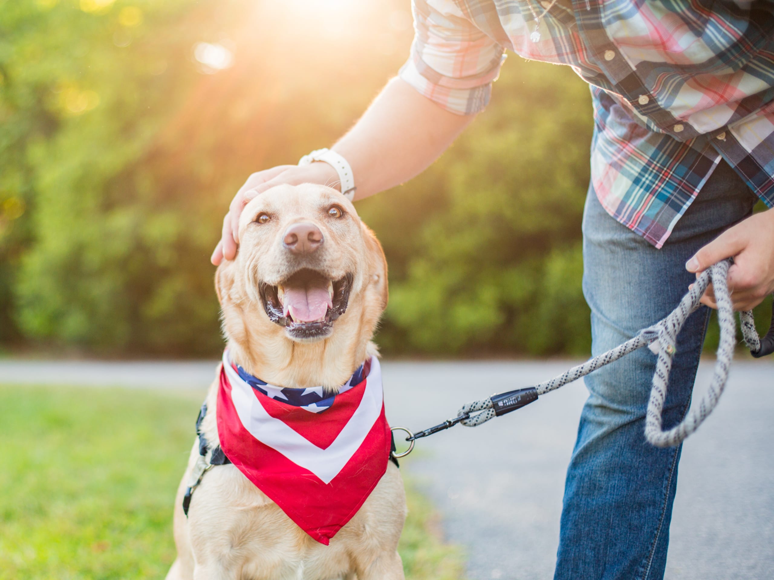 Go to "Dogs and Fireworks: 4th of July Dog Survival Guide" article