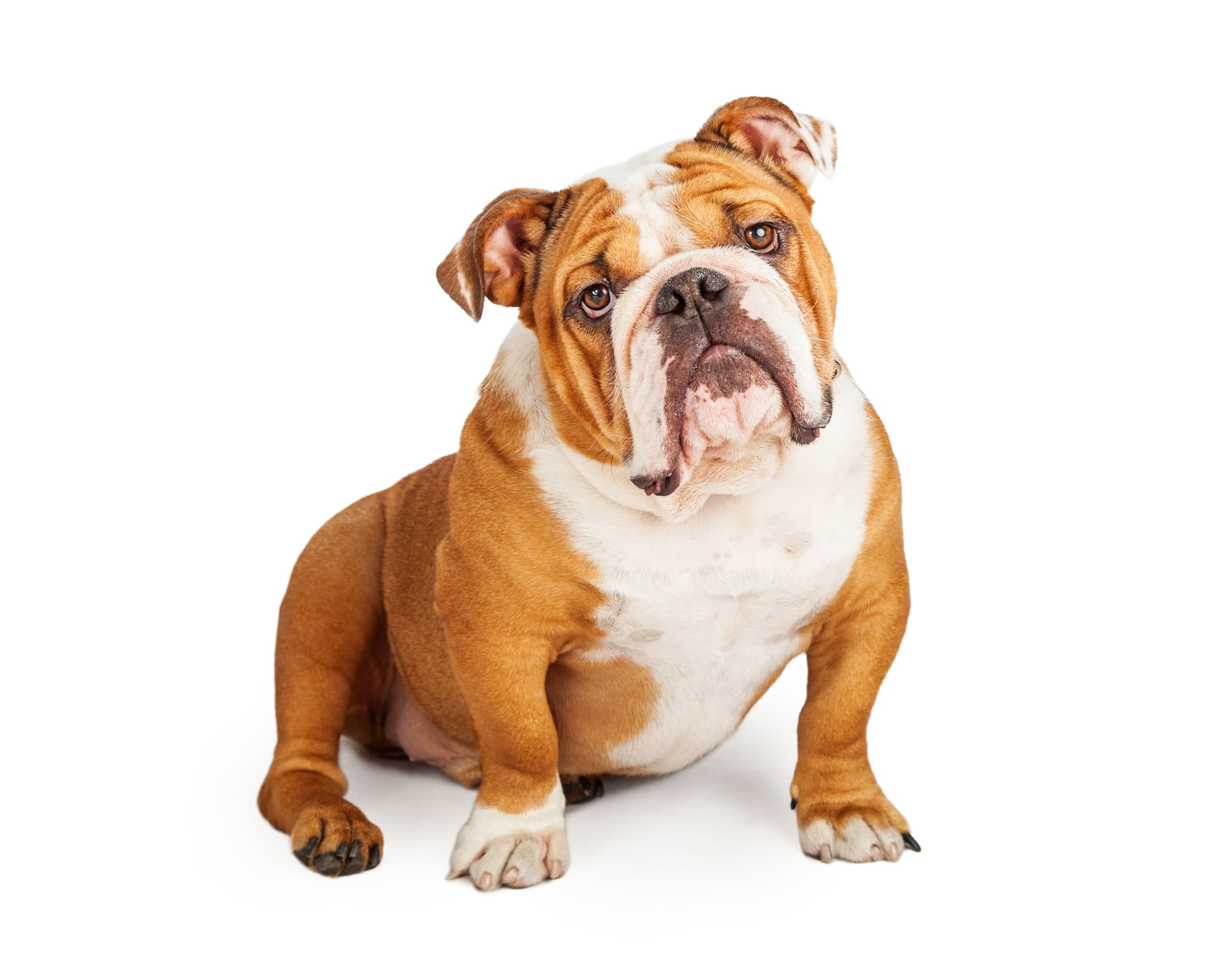 English bulldog sale genetic testing