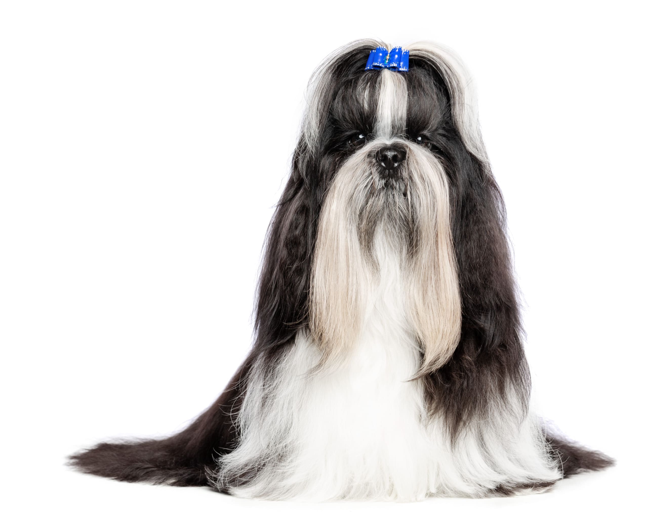 Go to "Should I breed a dog tested as a carrier or at-risk?" article