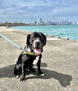 A black and white mixed-breed dog sits on the sidewalk, with a blue leash attached to his harness. The city of Chicago is in the background.