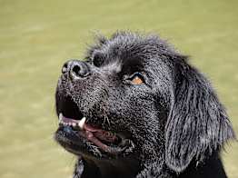 embark dog breeds for kids 2