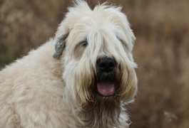 embark dog breeds for kids 3