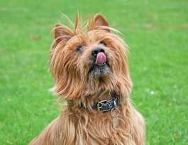 embark dog breeds for kids 1