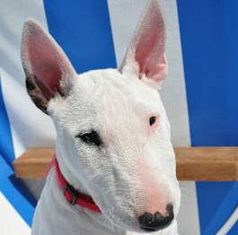 embark dog breeds for kids 5