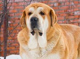 embark dog breeds for kids 4