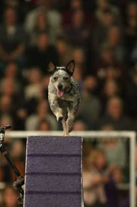 embark-all american competitor