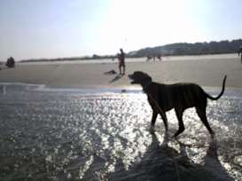 embark burkes beach