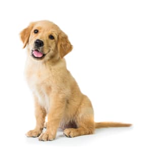Golden Retriever puppy