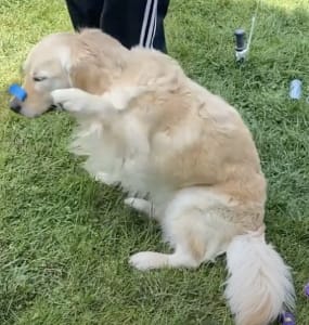 Golden Takes Tape Test