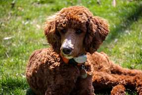 embark poodle guide 2
