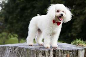 embark poodle guide 3