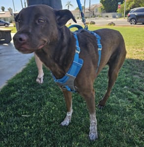 A brown mixed-breed dog wearing a blue harness at the dog park.