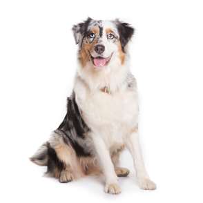 embark breed guide aussies