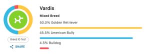 Breed results for a dog named Vardis show 50.0% Golden Retriever, 45.5% American Bully, and 4.5% Bulldog.