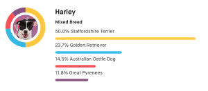 A dog named Harley's genetic breed results show 50.0% Staffordshire Terrier, 23.7% Golden Retriever, 14.5 Australian Cattle Dog, and 11.8% Great Pyrenees.