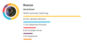 Genetic breed results for a dog named Roscoe, showing 49.8% Australian Cattle Dog, 23.5% Labrador Retriever, 11.0% Doberman Pinscher, 8.3% Airedale Terrier, and 7.4% Supermutt.
