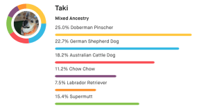 Embark breed ancestry results for a dog named Taki