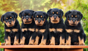canine parentage testing