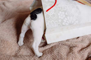 Photo of a dog looking into a gift bag by freestocks on Unsplash