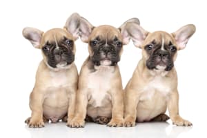 French Bulldog puppies