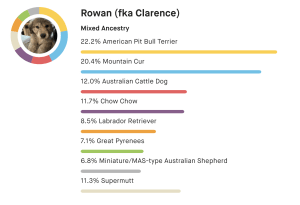 Breed results for a dog named Rowan (fka Clarence) showing 22.2% American Pit Bull Terrier, 20.4% Muontain Cur, 12.0% Australian Cattle Dog, 11.7% Chow Chow, 8.5% Labrador Retriever, 7.1% Great Pyrenees, 6.8% Miniature Australian Shepherd, and 11.3% Supermutt.