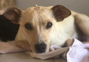 leia mother's day adoption
