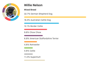 Willie Nelson is 32.7% German Shepherd Dog, 18.4% Australian Cattle Dog, 12.1% Border Collie, 9.8% Chow Chow, 6.8% American Staffordshire Terrier, 4.6% Rottweiler, 4.6% Collie, and 11.0% Supermutt.