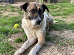 tessie mother's day adopt
