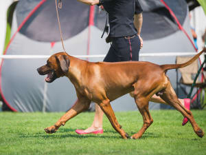 rhodesian ridgeback