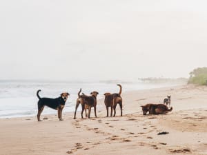 Black and brown short-coated dogs on brown sand next to water.