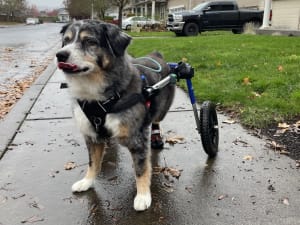 dog with hind legs in wheelchair
