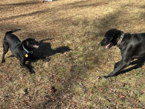 Two black dogs, mama Maggie and her offspring Murphy, play together at a dog park.